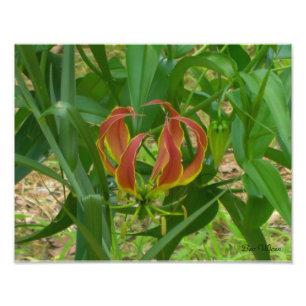 Flammen-Lilie - Gloriosa Superba Fotodruck