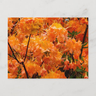 Flammenazaleenblüten Postkarte