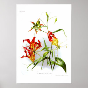 Flammenlilie (Gloriosa superba) Poster