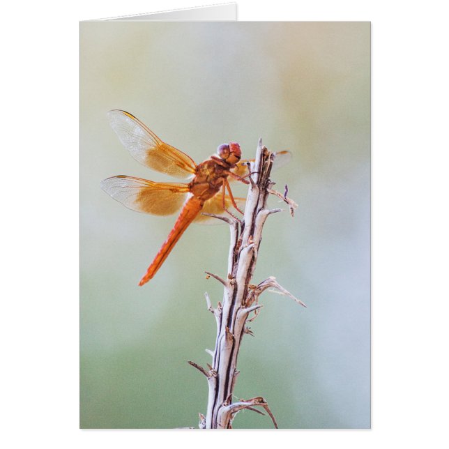 Flammskimmer Dragonfly auf Agave (Vorne)