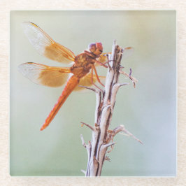 Flammskimmer Dragonfly auf Agave Glasuntersetzer