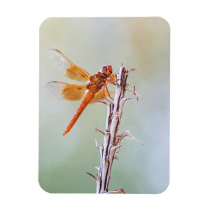 Flammskimmer Dragonfly auf Agave Magnet