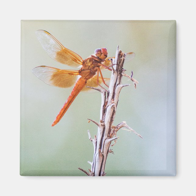 Flammskimmer Dragonfly auf Agave Magnet (Vorne)