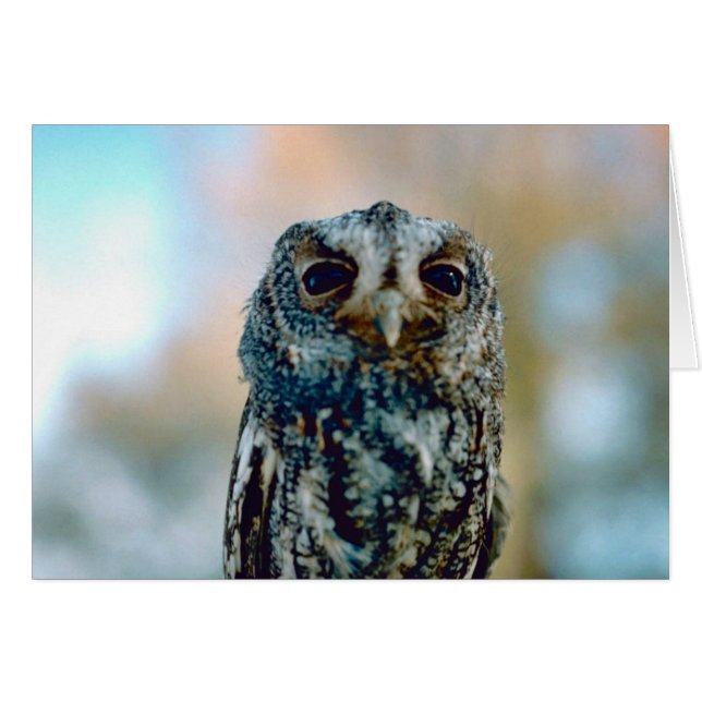 Flammulated Eule (Vorderseite (Horizontal))