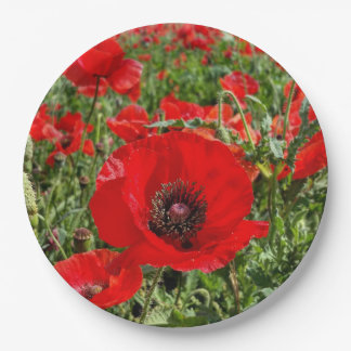 Flandern-Mohnblumen-Pappteller Pappteller