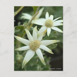 Flannel-Blume [Postkarte] Postkarte