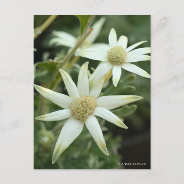 Flannel-Blume [Postkarte] Postkarte (Vorderseite)