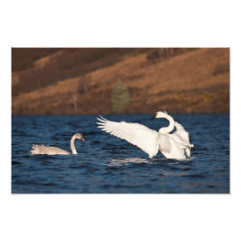 Flapping Swan Fotodruck