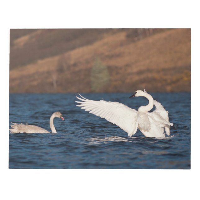 Flapping Swan Notizblock (Vorderseite)