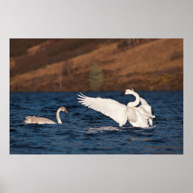 Flapping Swan Poster (Vorne)