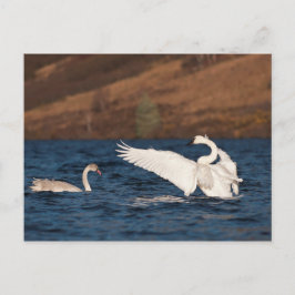 Flapping Swan Postkarte