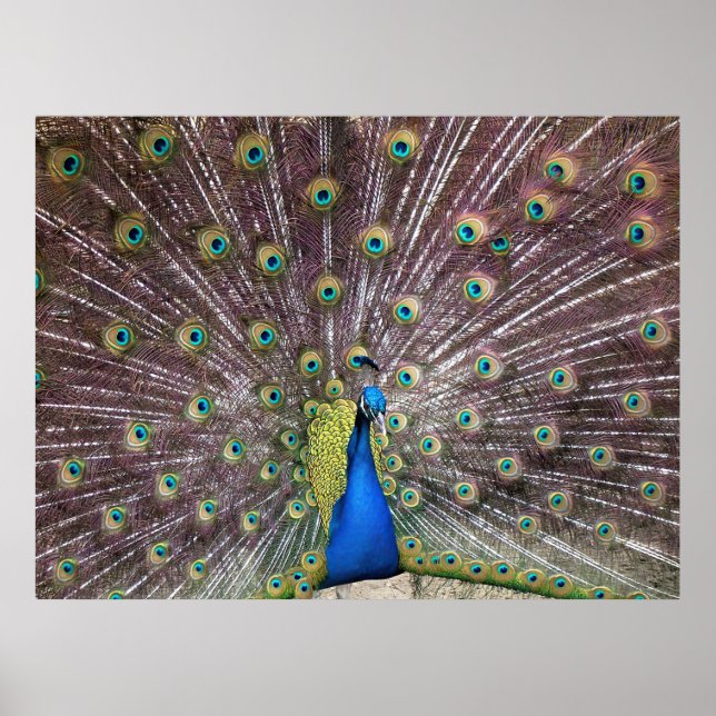 Flared Peacock Portrait Poster (Vorne)