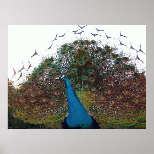 Flared Peacock Poster (Vorne)