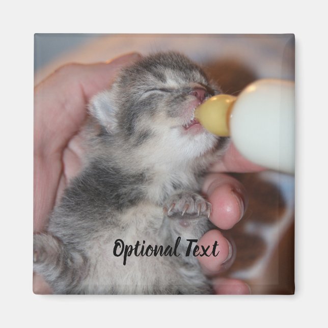 Flasche Füttre neugeborene Rescue Tabby Kitten Magnet (Vorne)
