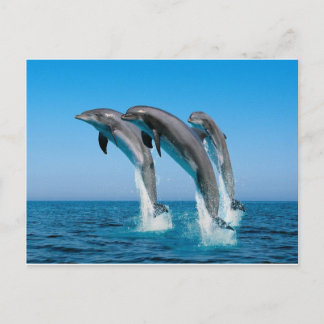 Flaschendümmler, die aus dem klaren blauen Meer sp Postkarte