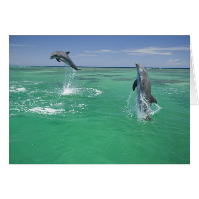Flaschenose Delphine Tursiops truncatus (Vorderseite (Horizontal))