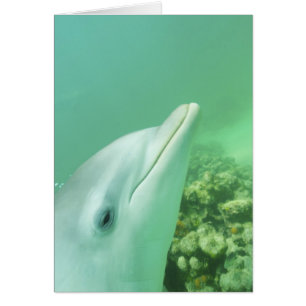 Flaschenose Delphine Tursiops truncatus