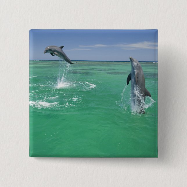 Flaschenose Delphine Tursiops truncatus Button (Vorderseite)