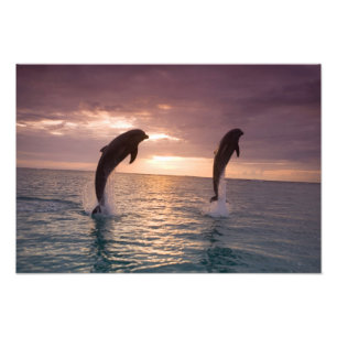 Flaschenose Delphine Tursiops truncatus Fotodruck