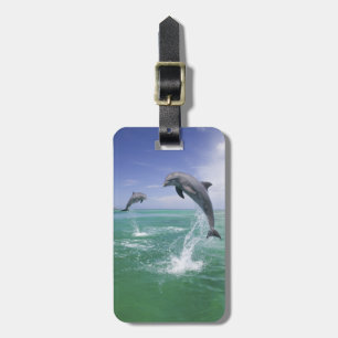 Flaschenose Delphine Tursiops truncatus Gepäckanhänger