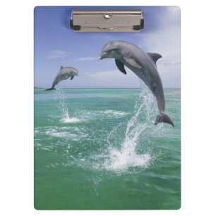 Flaschenose Delphine Tursiops truncatus Klemmbrett