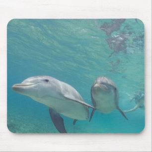 Flaschenose Delphine Tursiops truncatus Mousepad