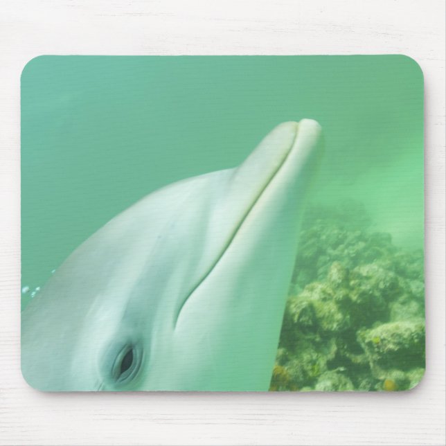 Flaschenose Delphine Tursiops truncatus Mousepad (Vorne)