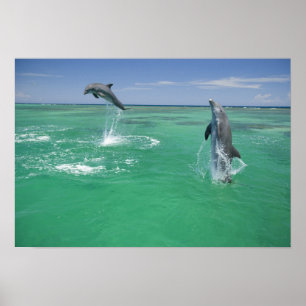 Flaschenose Delphine Tursiops truncatus Poster