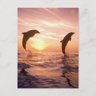 Flaschenose Delphine Tursiops truncatus Postkarte