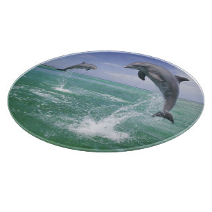Flaschenose Delphine Tursiops truncatus Schneidebrett
