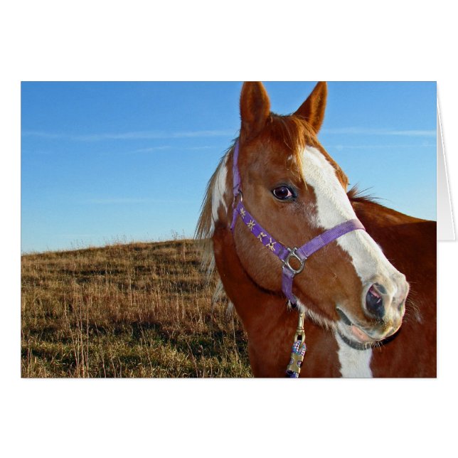 Flashy en Nebraka (Devant horizontal)