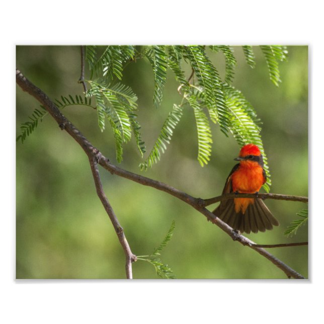 Flashy Male Vermillion Flycatcher-Vogel Fotodruck (Vorne)