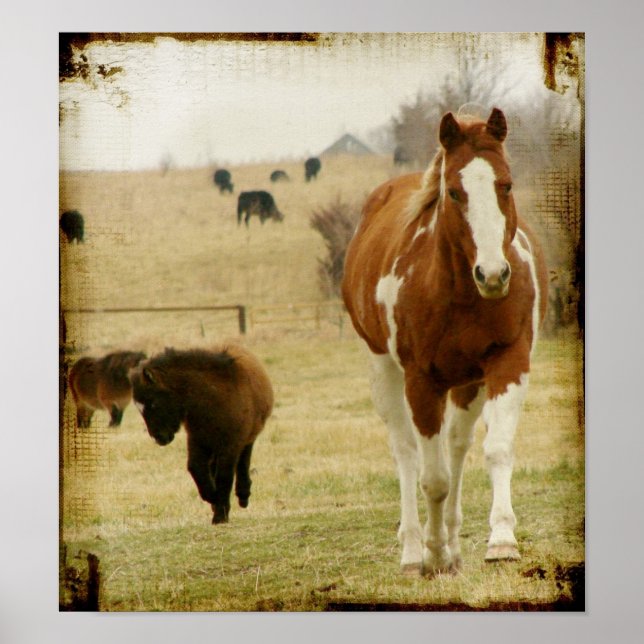 Flashy und die Mini-Pferde Filly Poster (Vorne)