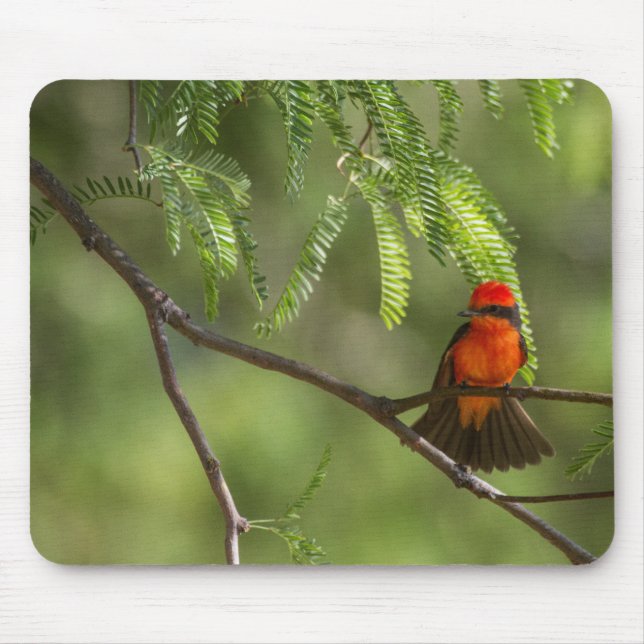 Flashy Vermillion Flycatcher Mousepad (Vorne)