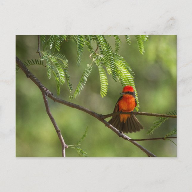 Flashy Vermillion Flycatcher Postkarte (Vorderseite)