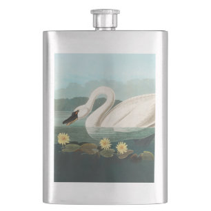 Flasque cygne audubon cygnes d'eau blanche