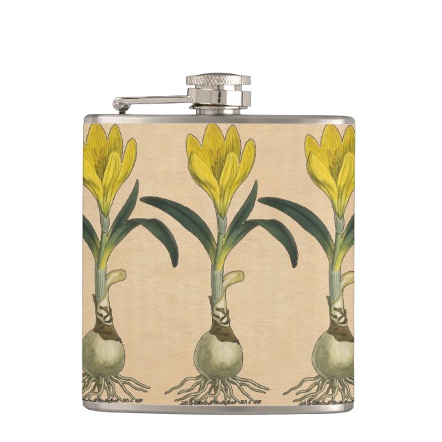 Flasques Amaryllis Tulip Jardin Botanique Fleur (Devant)