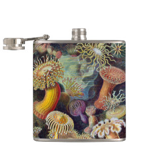 Flasques Anémones sous-marines vintages par Ernst Haeckel