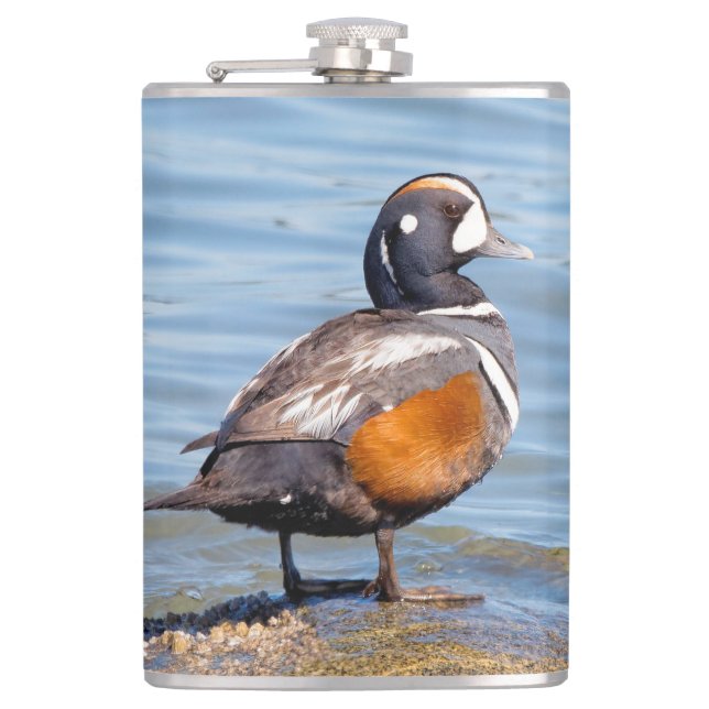 Flasques Beau canard arlequin sur le rocher (Devant)