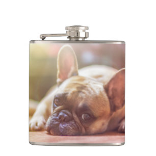 Flasques bouledogue français allongé