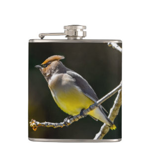 Flasques Cèdre cire Songbird Photo originale Oiseau sauvage