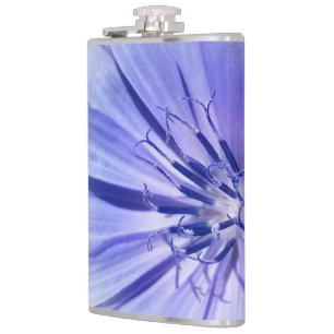 Flasques chicorée bleu violet