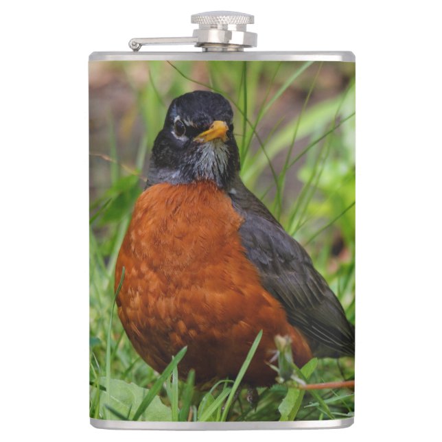 Flasques Curieux oiseau-chanteur américain Robin dans l'her (Devant)