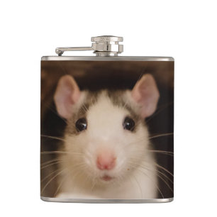 Flasques Cute rat