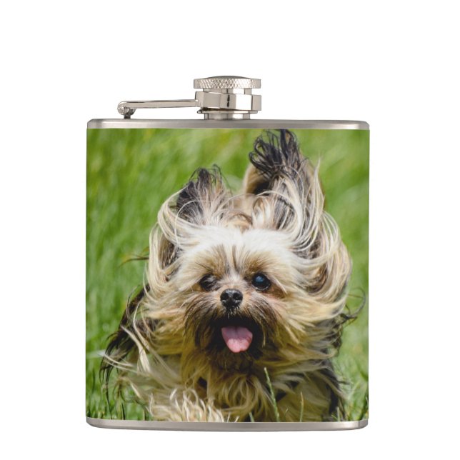 Flasques Joli Yorkshire Terrier courant dans l'herbe (Devant)