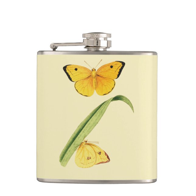 Flasques Le papillon Colias de Godart (Devant)