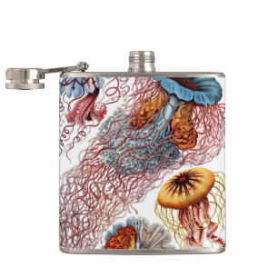 Flasques Méduse vintage par Ernst Haeckel, Discomedusae