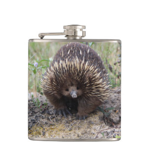 Flasques Mignonne Echidna d'Australie