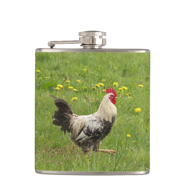 Flasques poulet, coq, animal, oiseau, ferme, agriculture, (Devant)