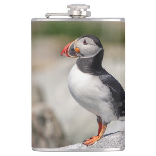 Flasques Puffin Atlantique en Machias, Maine